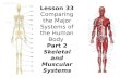 Lesson 33 Comparing the Major Systems of the Human Body Part 2 Skeletal and Muscular Systems.