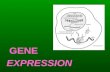 GENE EXPRESSION. What is DNA Replication? DNA Replication – the process of creating copies of DNA molecules Why is DNA Repliction SEMI CONSERVATIVE? –DNA.