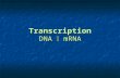 Transcription DNA  mRNA. Review What was the purpose for DNA replication? What was the purpose for DNA replication? So cell division (mitosis & meiosis)