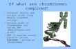 Of what are chromosomes composed? Proteins (balls) and nucleic acids (long double-stranded strings) Nucleic acids of chromosomes are called DNA (deoxyribonucleic.