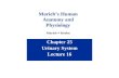 Chapter 25 Urinary System Lecture 16 Marieb’s Human Anatomy and Physiology Marieb  Hoehn.