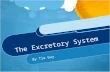 The Excretory System By Tia Guy. Functions The Excretory’s functions are: ① Getting rid of waste ② Stores liquid waste ③ Absorbs nutrients, water, and.