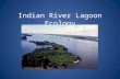 Indian River Lagoon Ecology. What is a lagoon? Lagoons are shallow coastal bodies of water separated from the ocean by a series of barrier islands which.