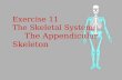 Exercise 11 The Skeletal System: The Appendicular Skeleton.