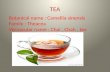 TEA Botanical name : Camellia sinensis Family : Theacea Vernacular name : Chai, Chah, tea.