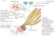 Fig. 50-30 Spinal cord Motor neuron cell body Motor neuron axon Nerve Muscle Muscle fibers Synaptic terminals Tendon Motor unit 1 Motor unit 2 All motor.