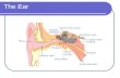 The Ear. Components of hearing mechanism - Outer Ear - Middle Ear - Inner Ear - Central Auditory Nervous System.