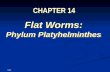 14-1 CHAPTER 14 Flat Worms: Phylum Platyhelminthes Flat Worms: Phylum Platyhelminthes.