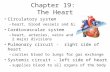 Chapter 19: The Heart Circulatory system –heart, blood vessels and blood Cardiovascular system –heart, arteries, veins and capillaries; 2 major divisions.