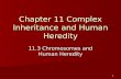 1 Chapter 11 Complex Inheritance and Human Heredity 11.3 Chromosomes and Human Heredity.