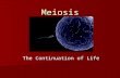 Meiosis The Continuation of Life. Meiosis: The Continuation of Life.