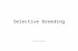 Selective Breeding Genetics & Heredity. Selective Breeding Open up your classwork notebooks –Title: Selective Breeding –Date: 10/19/2015.