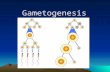 Gametogenesis. Gametogenesis Gametogenesis is the creation of gametes. In males, it is spermatogenesis, creation of sperm. In females, it is oogenesis,