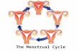 The Menstrual Cycle.  Releasing of one egg (ovulation) every month from the ovaries  4 steps: Preparing the egg Releasing egg Preparing the endometrium.