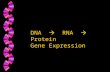 1 DNA  RNA  Protein Gene Expression What is the central dogma in biology? RNA transcription RNA translation Pathways followed Differences btwn eukaryotic.