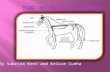 By Sabrina Kent and Kelsie Cunha.  The nervous system controls all of the responses and activities within a horses behavior.  The nervous system is.