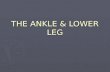 THE ANKLE & LOWER LEG. Lower Leg Femur Tibia Fibula Tibial tuberosity Talus (tarsal bone) Medial malleolusLateral malleolus Medial condyle of tibia Lateral.