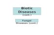 Biotic Diseases (cont.) Fungal Diseases (cont.). ErgotismSmutsRusts.