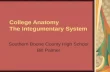 Southern Boone County High School Bill Palmer College Anatomy The Integumentary System.