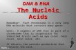 Chapter 4 DNA & RNA The Nucleic Acids Remember: Each chromosome is a very long DNA molecule that contains many genes. Gene: A segment of DNA that is part.
