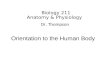 Biology 211 Anatomy & Physiology I Dr. Thompson Orientation to the Human Body.