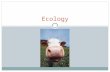 Ecology. Energy Flow in an Ecosystem Trophic Levels  Ecologists use food chains & food webs to model the flow of energy through an ecosystem  Each feeding.