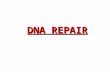 DNA REPAIR. DNA is the only biological molecule that is repaired DNA damage Alteration to the chemical structure of DNA Mutation Change in the sequence.