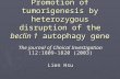 Promotion of tumorigenesis by heterozygous disruption of the beclin 1 autophagy gene The journal of Clinical Investigation 112:1809-1820 (2003) Lien Hsu.
