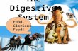 The Digestive System Food, Glorious Food!. Functions Take in food  ingestion Physical & chemical break down of food  digestion Absorption of nutrients.