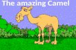 The amazing Camel. If you ever doubted that God exists, Meet the Very Technical, Highly Engineered Dromedary Camel.