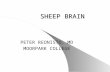 SHEEP BRAIN PETER REONISTO, MD MOORPARK COLLEGE. BRAIN (SUPERFICIAL VIEW) 1.Cerebral Hemispheres 2. Longitudinal Cerebral Fissure 3. Cerebral Gyrus 4.Cerebral.