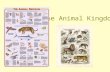The Animal Kingdom Unifying Animal Concepts: 1. They are classified according to body plan, symmetry, number of germ layers, & level of organization.