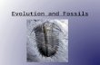Evolution and Fossils. Fossils: Fossil: the preserved or mineralized remain or imprint of an organism that lived long ago.