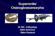 Superorder Osteoglossomorpha IB 463 - Ichthyology Blake Bushman Blake Ruebush Blake Ruebush.