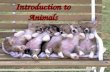 Introduction to Animals. Write the following vocabulary terms in your journals.