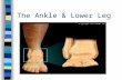 The Ankle & Lower Leg. Anatomy Bony anatomy: tibia, fibula, talus Joints: talocrural and subtalar –Talocrural joint is the true “ankle joint” and ROM.