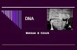 DNA Watson & Crick. James Watson & Francis Crick  Together they found the structure of DNA to be a Double Helix  Compiled data of several other scientists.