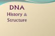 HISTORY OF DNA A. Frederick Griffith – Discovers that a factor in diseased bacteria can transform harmless bacteria into deadly bacteria. (1928) B.Rosalind.