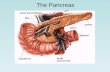 The Pancreas. Functions of the Pancreas 1. Exocrine Gland – Digestive System Pancreatic juices released into small intestine for chemical digestion.
