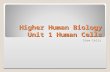 Higher Human Biology Unit 1 Human Cells Stem Cells.