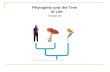 Phylogeny and the Tree of Life Chapter 26. Systematics: Discipline focused on classification of organisms.