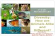 Members: Betty Hector, Cynthia Lew, Cynthia Franco, Kettely DeJesus, Mariel Suarez 1 st Grade MST INQUIRY UNIT Animals Diversity: How are Animals Alike.