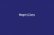 Reptiles. Evolution of Reptiles : Reptiles were 1st vertebrates to make a complete transition to life on land (more food & space) Arose from ancestral.