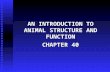 AN INTRODUCTION TO ANIMAL STRUCTURE AND FUNCTION CHAPTER 40.