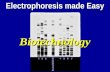 Electrophoresis made Easy Biotechnology. Chapter 13 2 Traditional Applications Biotechnology is applied biology Modern focus on genetic engineering, recombinant.