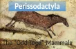 Perissodactyla. Origin Equidae Tapiridae Rhinocerotidae.