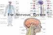 The Nervous System. I. The Nervous System A. The Nervous system controls & coordinates functions throughout the body and responds to internal & external.