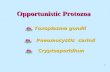 1 Opportunistic Protozoa Toxoplasma gondii Pneumocystis carinii Cryptosporidium.