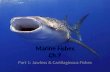 Marine Fishes Ch.7 Part 1: Jawless & Cartilaginous Fishes.