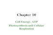 Chapter 10 Cell Energy- ATP Photosynthesis and Cellular Respiration.